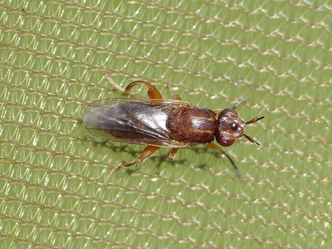 Platycephala umbraculata &copy; BARBIER Simon