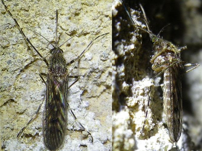 Culiseta annulata &copy; HALLART Guénael