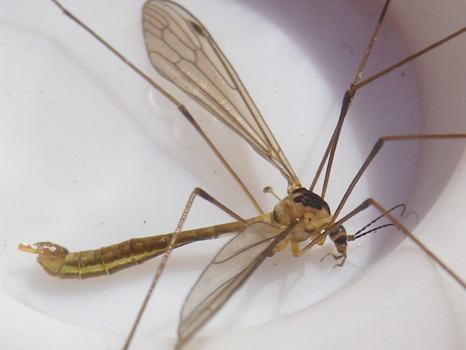 Cylindrotoma distinctissima &copy; HALLART Guénael