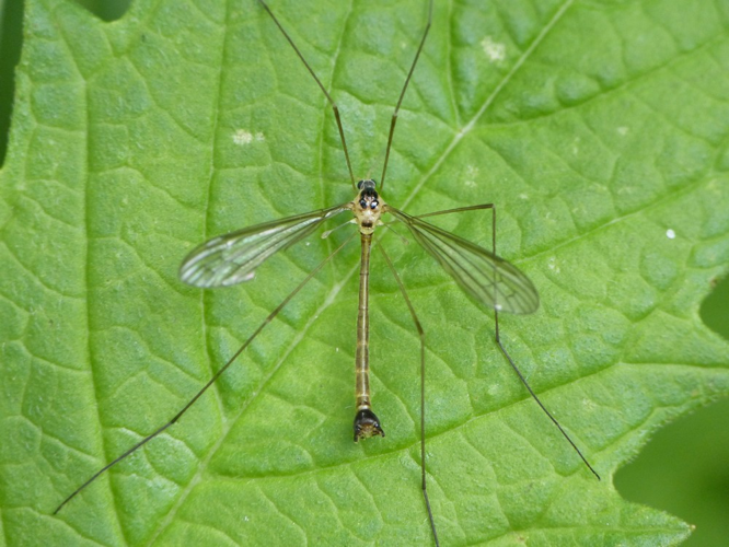 Diogma glabrata &copy; BARBIER Simon