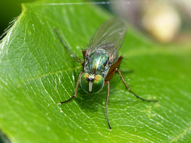 Dolichopus ungulatus &copy; BARBIER Simon