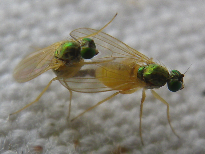 Chrysotimus molliculus &copy; HALLART Guénael