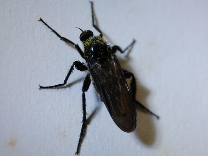 Empis ciliata &copy; VANSTEENE Nicolas