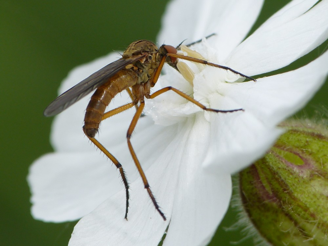 Empis livida &copy; BARBIER Simon
