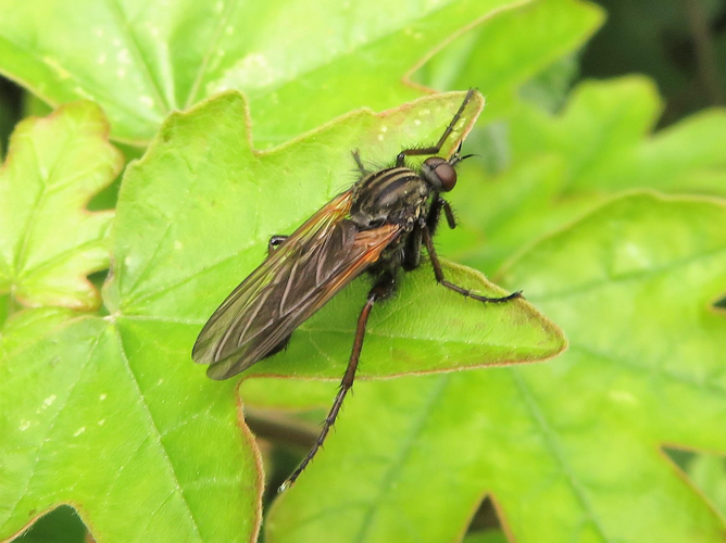 Empis tessellata &copy; MAILLIER Sébastien