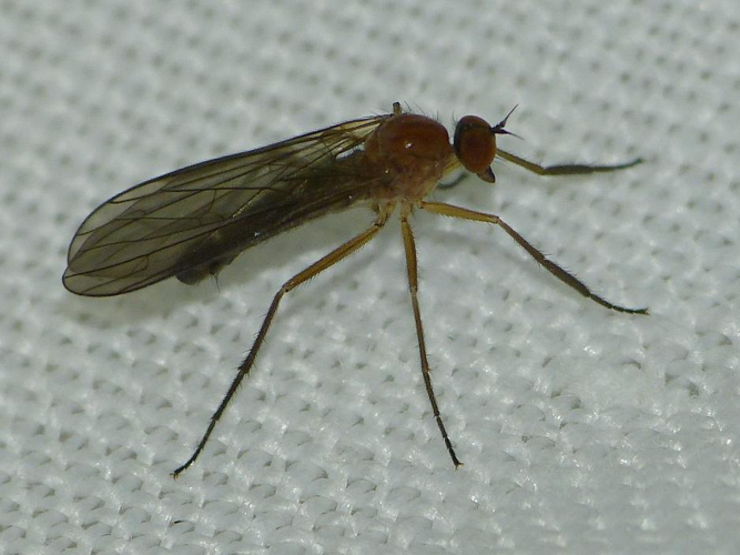 Hilara thoracica &copy; BARBIER Simon