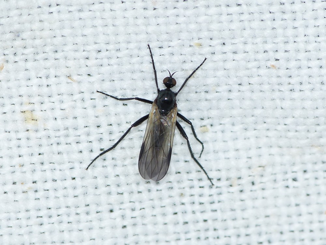 Rhamphomyia atra &copy; BARBIER Simon