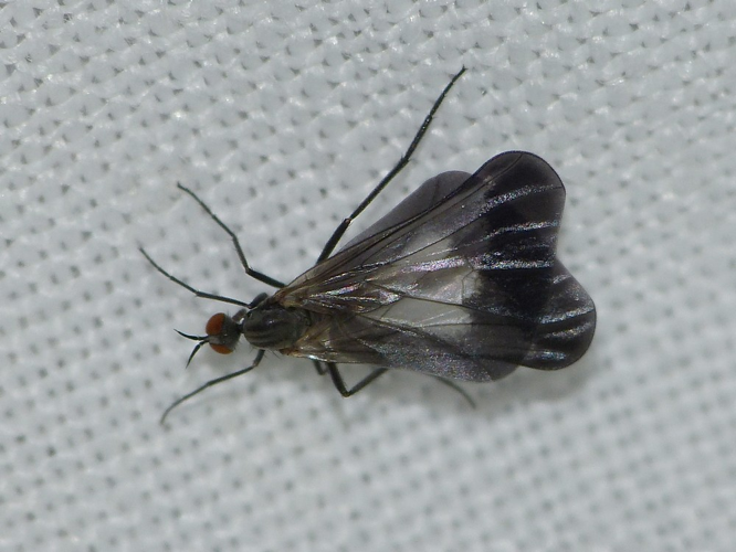 Rhamphomyia marginata &copy; BARBIER Simon