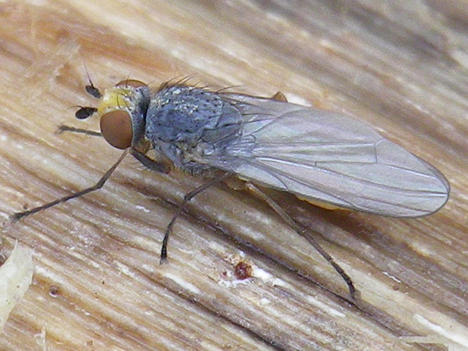 Heteromyza atricornis &copy; HALLART Guénael