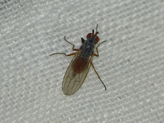 Tephrochlamys rufiventris &copy; BARBIER Simon