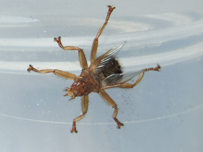 Crataerina pallida &copy; LEGRIS Sébastien