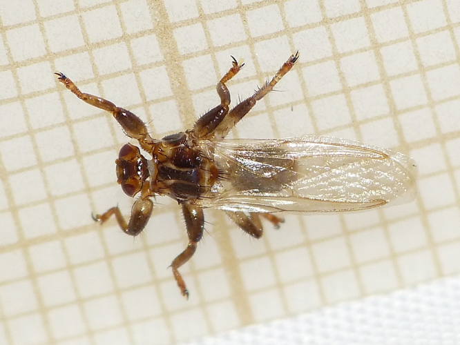 Lipoptena cervi &copy; BARBIER Simon