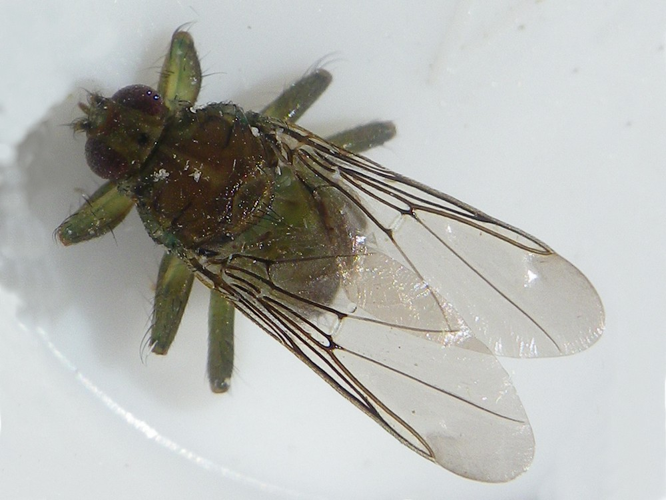 Ornithomya avicularia &copy; HALLART Guénael