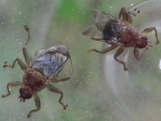 Ornithomya biloba &copy; HALLART Guénael