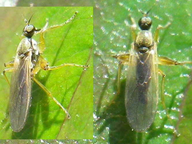 Platypalpus agilis &copy; HALLART Guénael