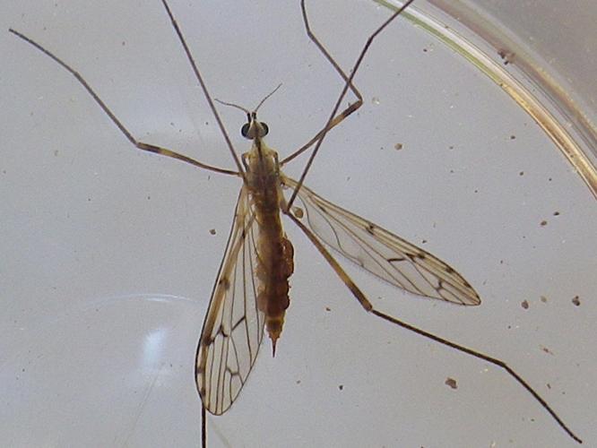 Symplecta stictica &copy; HALLART Guénael