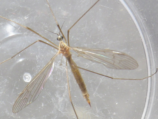 Austrolimnophila ochracea &copy; HALLART Guénael