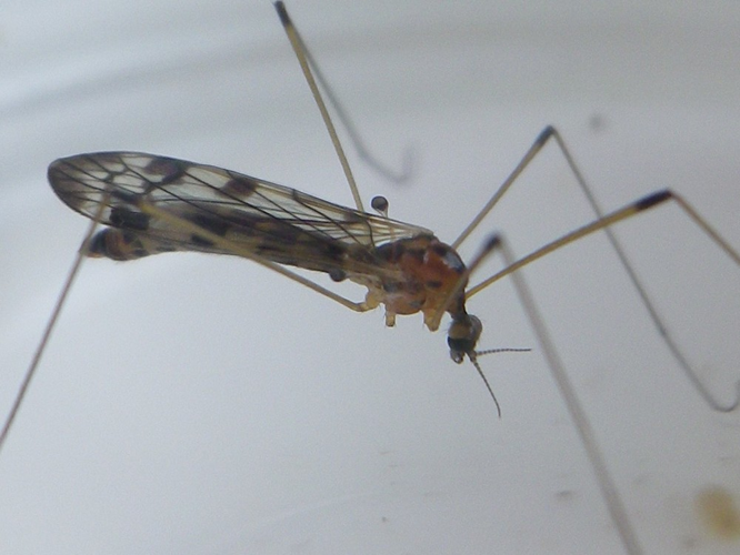 Dicranomyia lucida &copy; HALLART Guénael