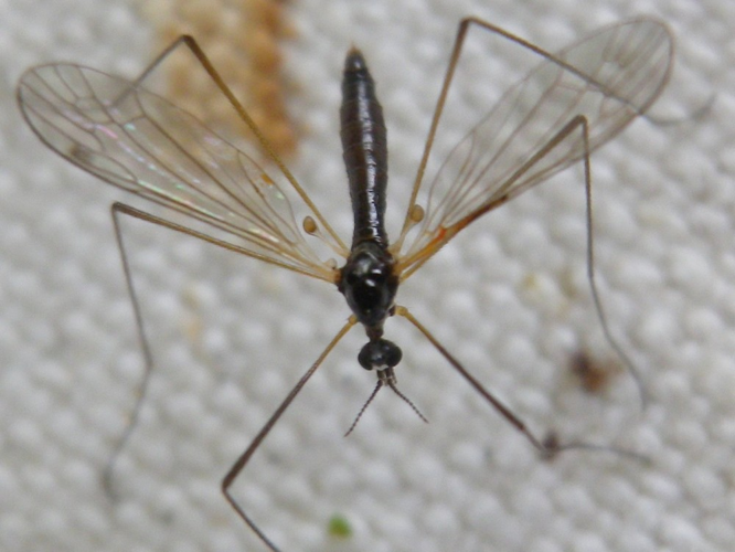 Dicranomyia morio &copy; HALLART Guénael