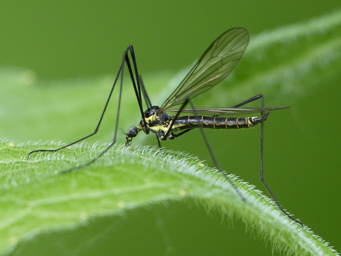 Ellipteroides lateralis &copy; BARBIER Simon