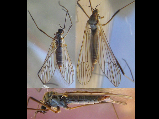 Erioconopa trivialis &copy; HALLART Guénael