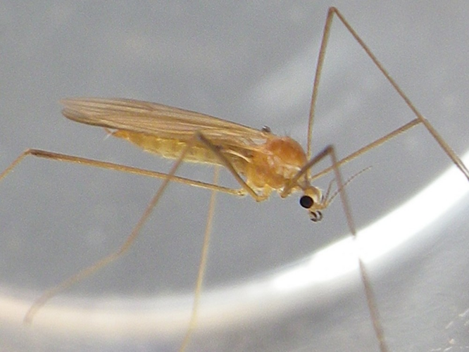 Erioptera lutea &copy; HALLART Guénael