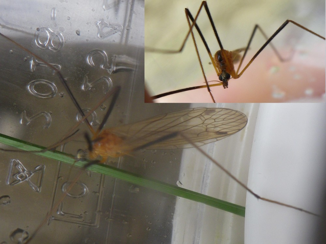 Euphylidorea dispar &copy; HALLART Guénael