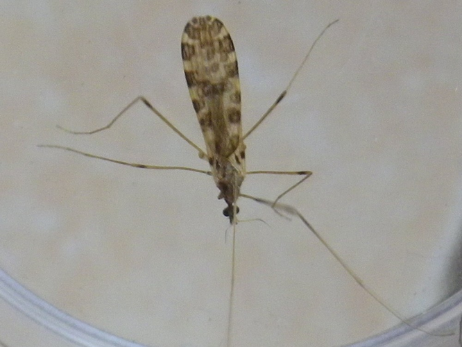 Ilisia maculata &copy; HALLART Guénael