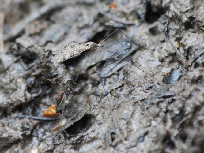 Limnophila schranki &copy; HALLART Guénael