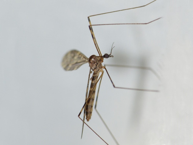 Limonia hercegovinae &copy; BARBIER Simon