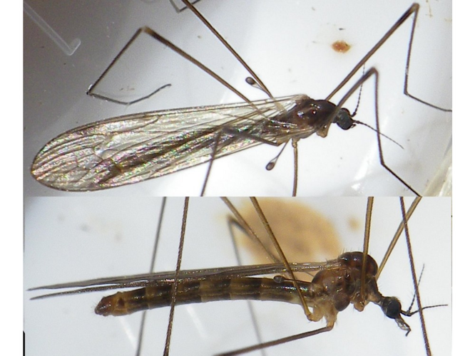 Limonia macrostigma &copy; HALLART Guénael