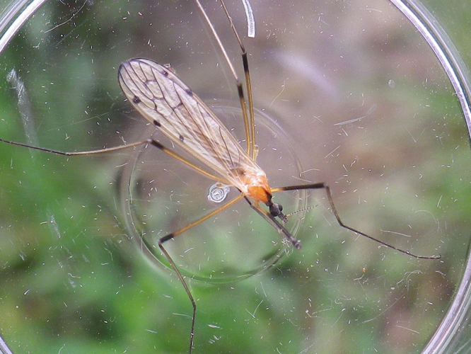 Limonia nigropunctata &copy; HALLART Guénael