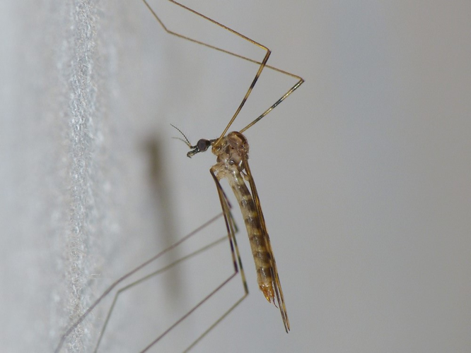 Limonia nubeculosa &copy; BARBIER Simon