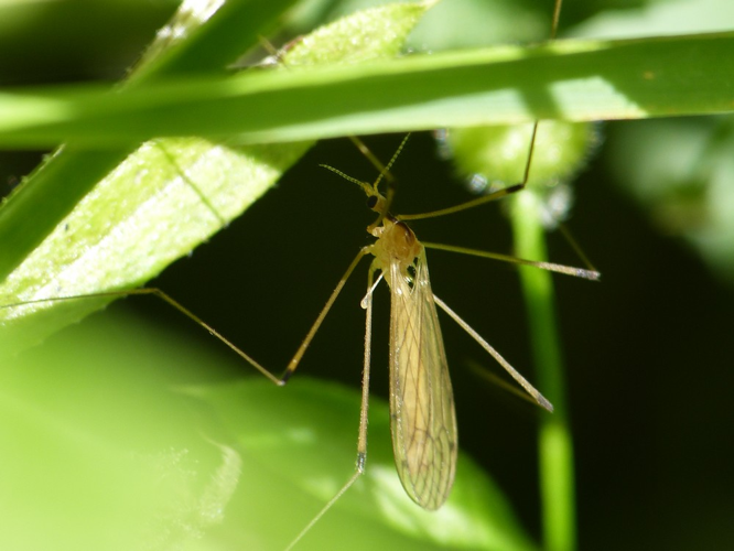 Limonia phragmitidis &copy; BARBIER Simon