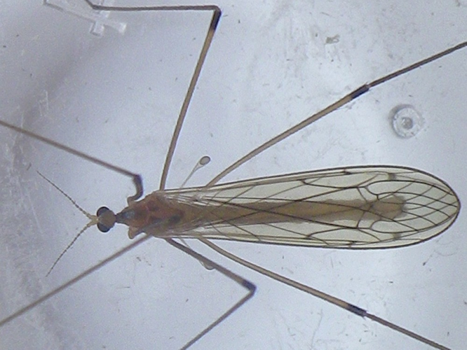 Limonia stigma &copy; HALLART Guénael