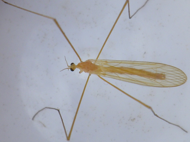 Lipsothrix remota &copy; HALLART Guénael