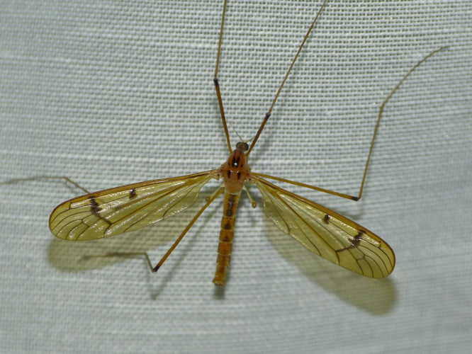 Metalimnobia bifasciata &copy; BARBIER Simon