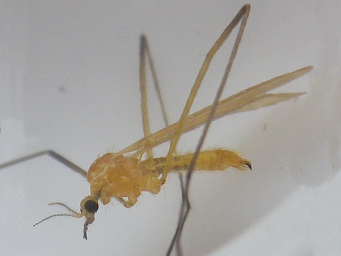 Molophilus appendiculatus &copy; HALLART Guénael