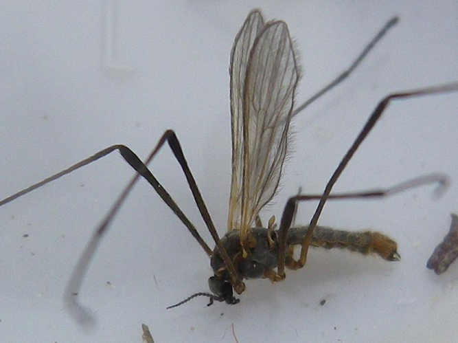 Molophilus obscurus &copy; HALLART Guénael