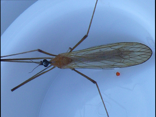 Phylidorea fulvonervosa &copy; HALLART Guénael