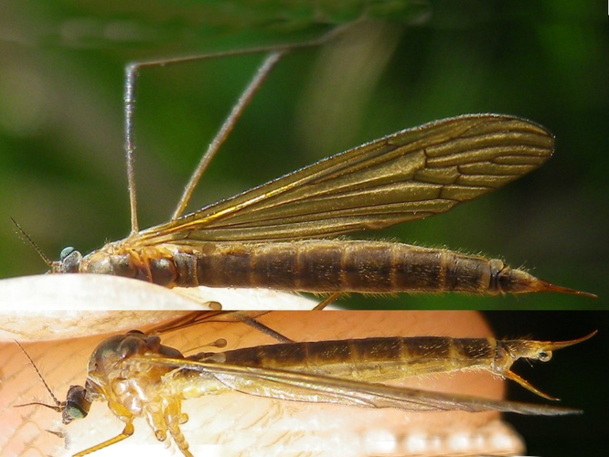 Pilaria discicollis &copy; HALLART Guénael