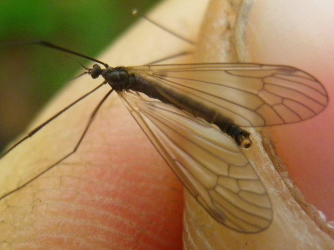 Prionolabis hospes &copy; HALLART Guénael