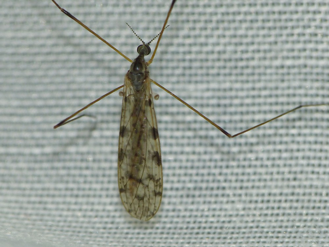 Rhipidia maculata &copy; BARBIER Simon