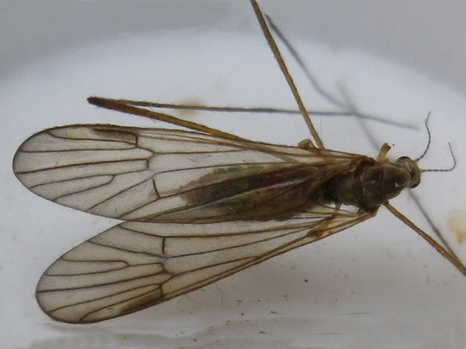 Rhypholophus bifurcatus &copy; HALLART Guénael