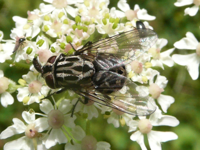 Graphomya maculata &copy; MAILLIER Sébastien