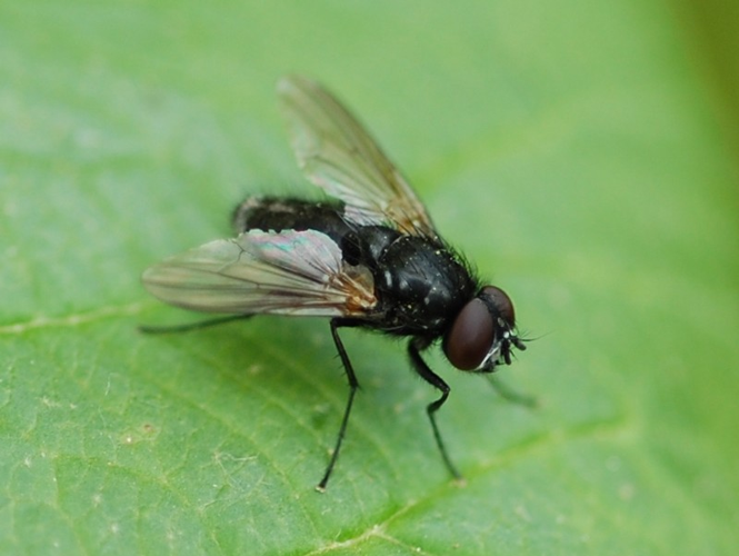 Hydrotaea &copy; VANSTEENE Nicolas