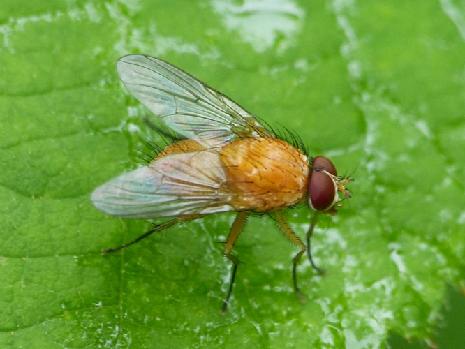 Phaonia pallida &copy; BARBIER Simon