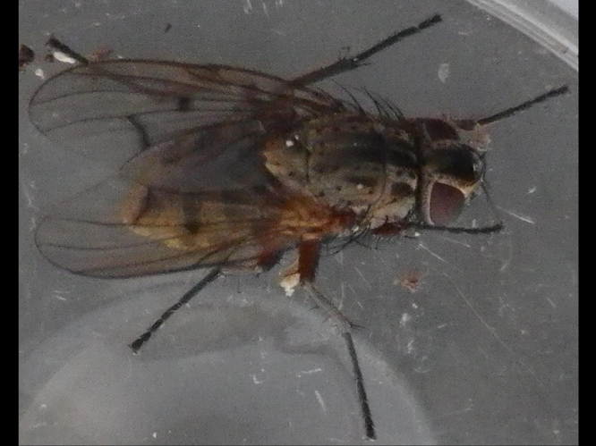 Phaonia tuguriorum &copy; HALLART Guénael