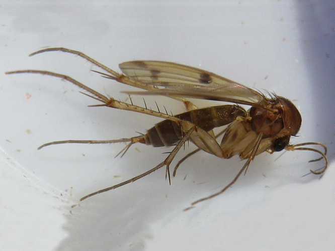 Mycetophila ornata &copy; HALLART Guénael