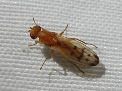 Opomyza florum &copy; VANSTEENE Nicolas